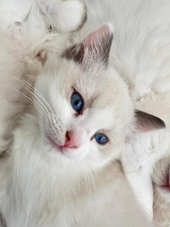 Violet Seal Bicolor Kitten photo 4