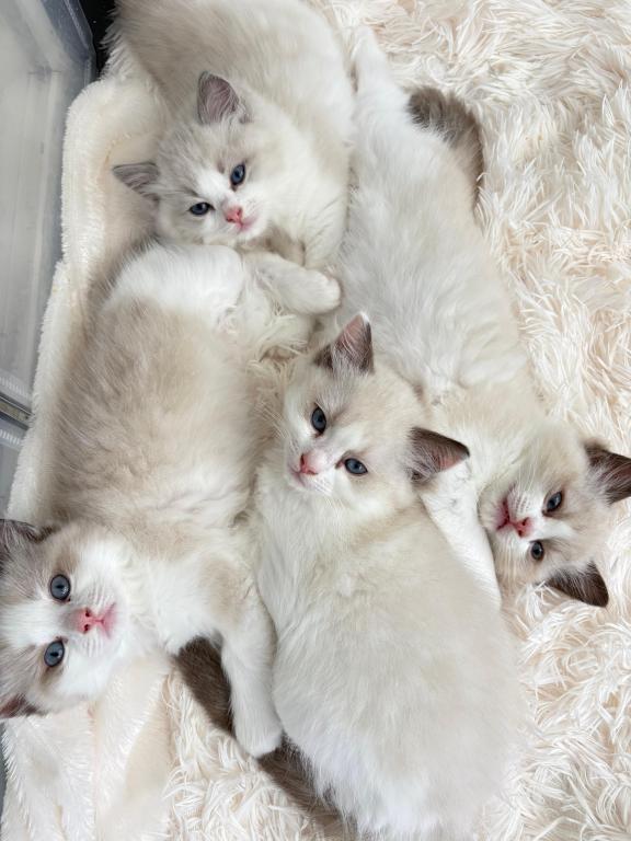 Violet Seal Bicolor Kitten photo 3