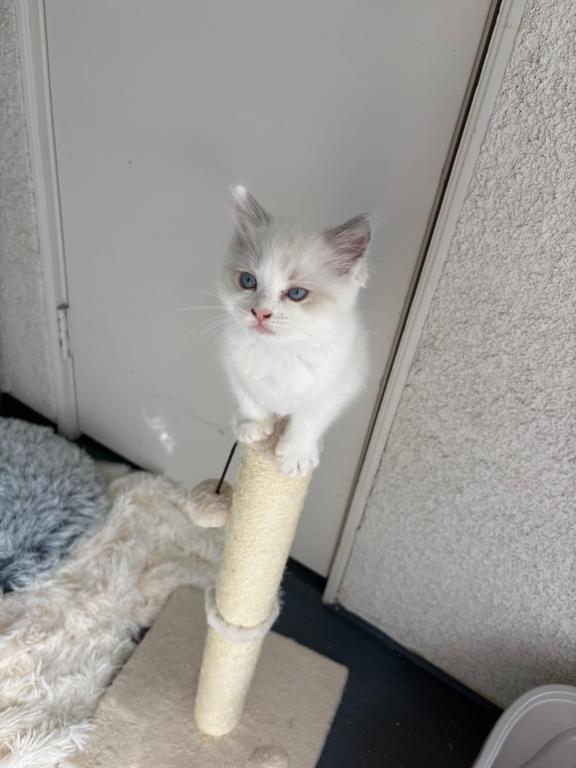 Violet Seal Bicolor Kitten photo 1