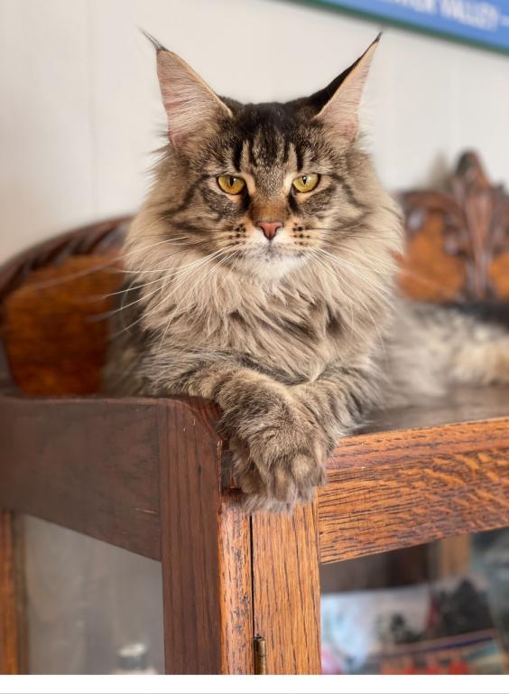 TICA Main Coon Full Breeding