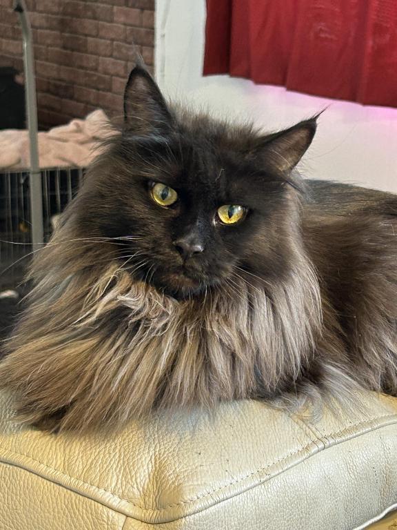 TICA Main Coon Full Breeding photo 2