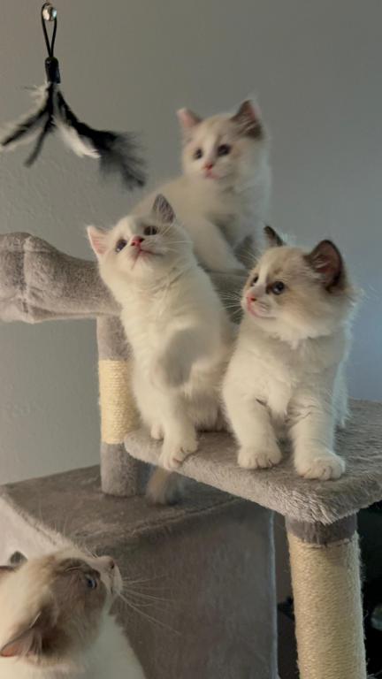 Zoe Seal Bicolor Kitten photo 5