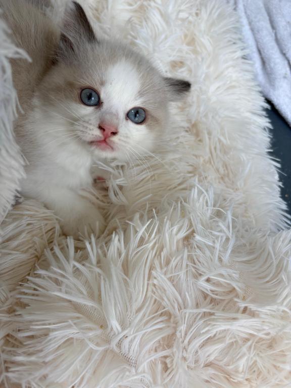 Zoe Seal Bicolor Kitten photo 4