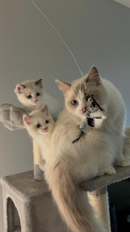 Zoe Seal Bicolor Kitten photo 3