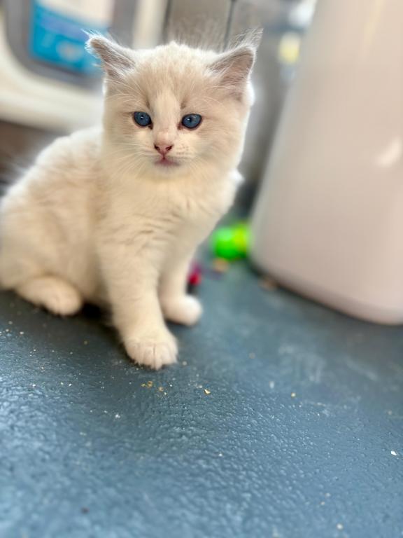 Zoe Seal Bicolor Kitten photo 1