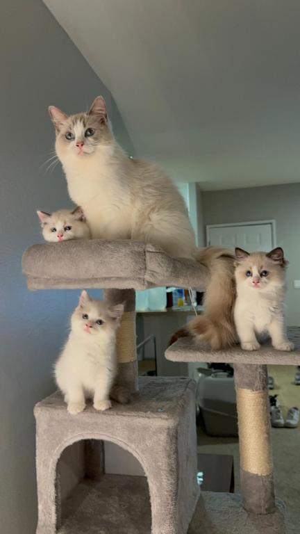 Zoe Seal Bicolor Kitten photo 2