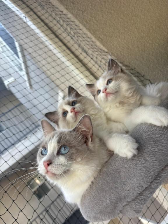 Lila Blue Bicolor Ragdoll Kitten photo 3