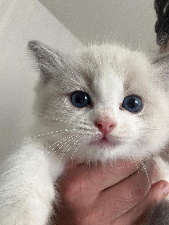 Lila Blue Bicolor Ragdoll Kitten photo 4