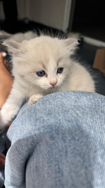 Daisy Seal Bicolor Ragdoll Kitten photo 5