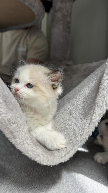Daisy Seal Bicolor Ragdoll Kitten photo 1