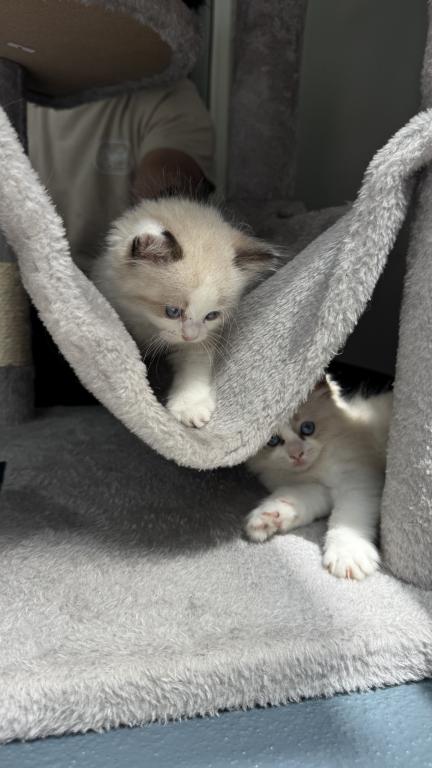Daisy Seal Bicolor Ragdoll Kitten photo 4
