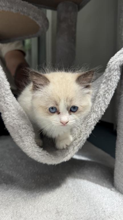 Daisy Seal Bicolor Ragdoll Kitten photo 3