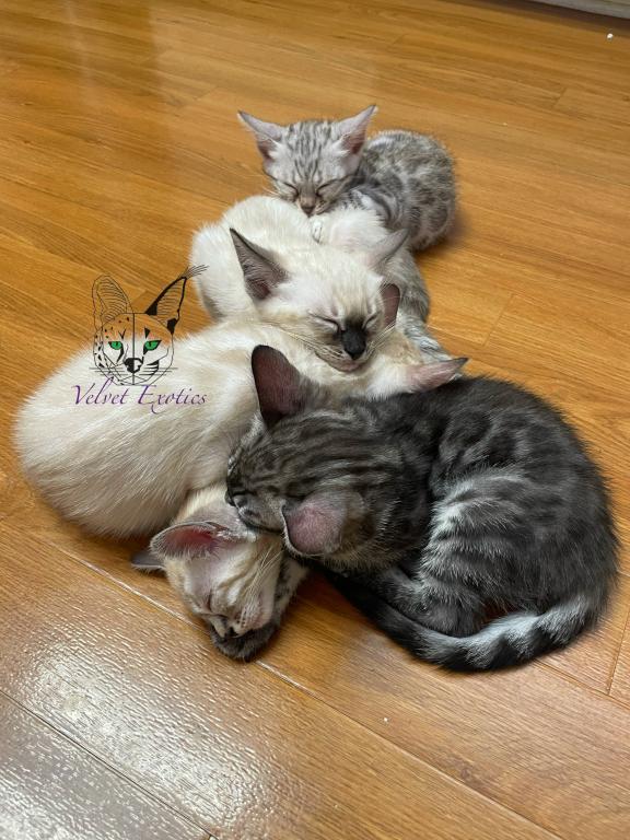 Bengal Kittens photo 4
