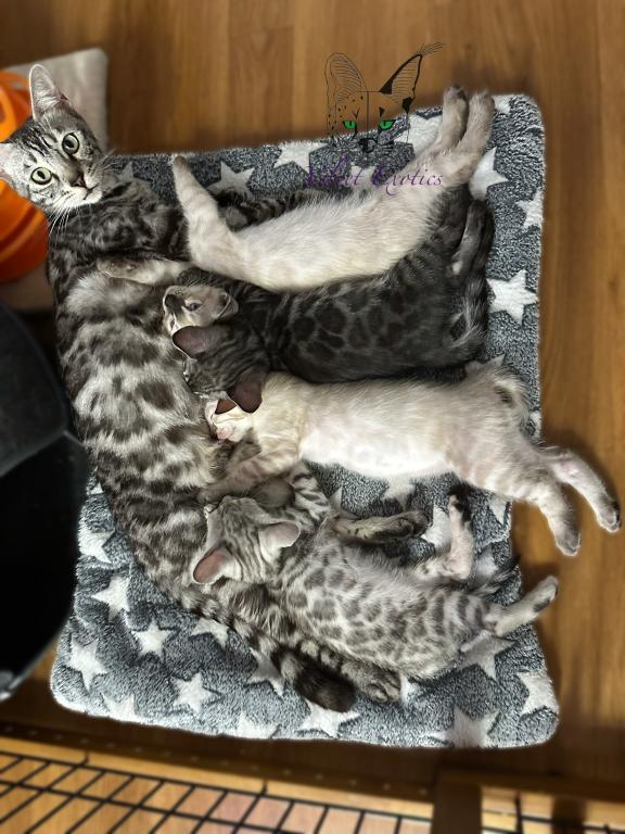 Bengal Kittens photo 7
