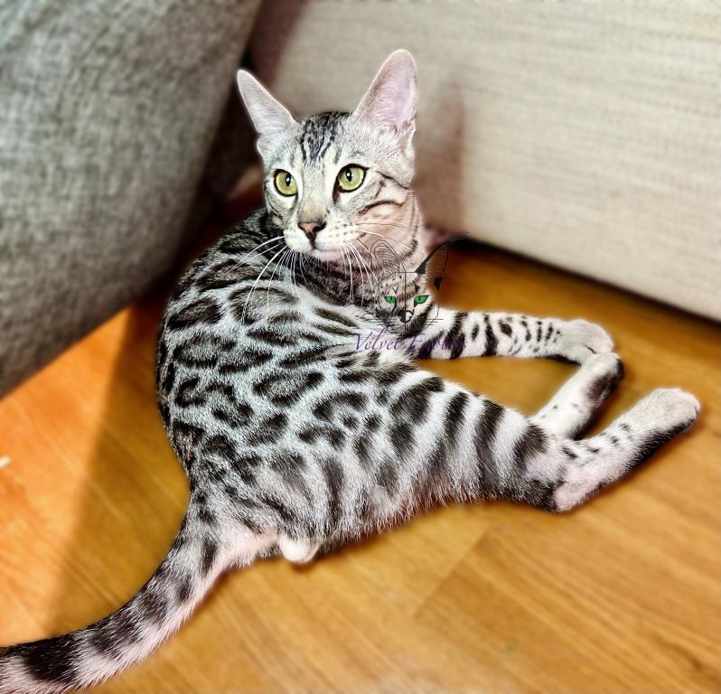 Bengal Kittens photo 10
