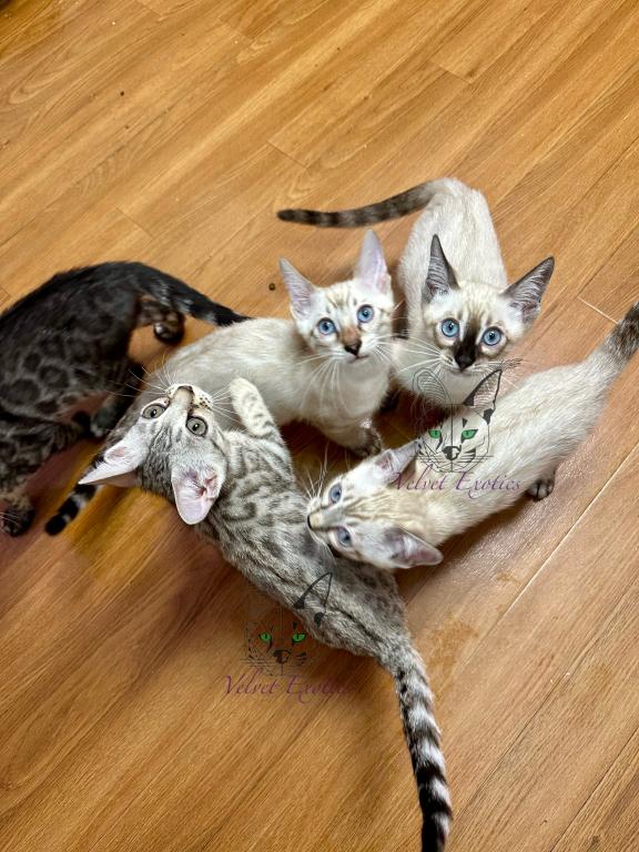 Bengal Kittens
