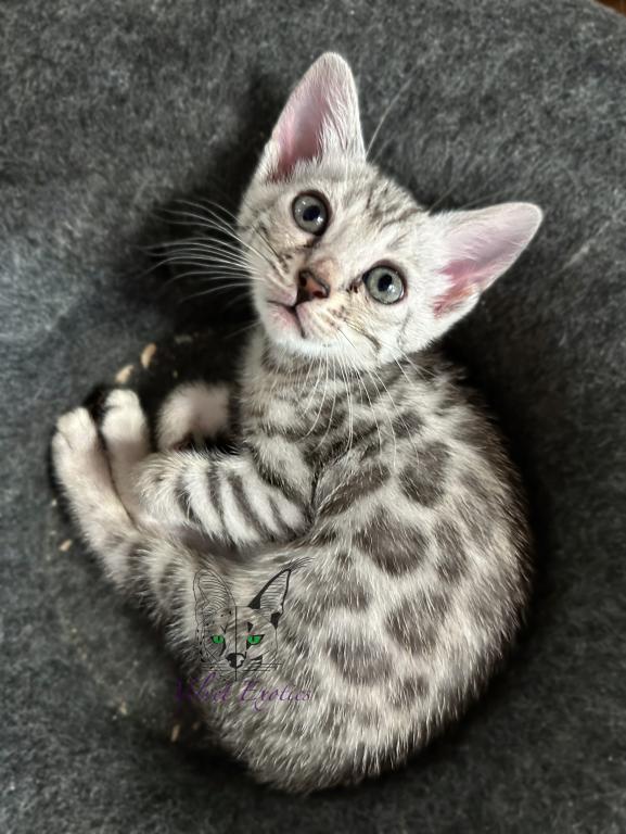 Bengal Kittens photo 5
