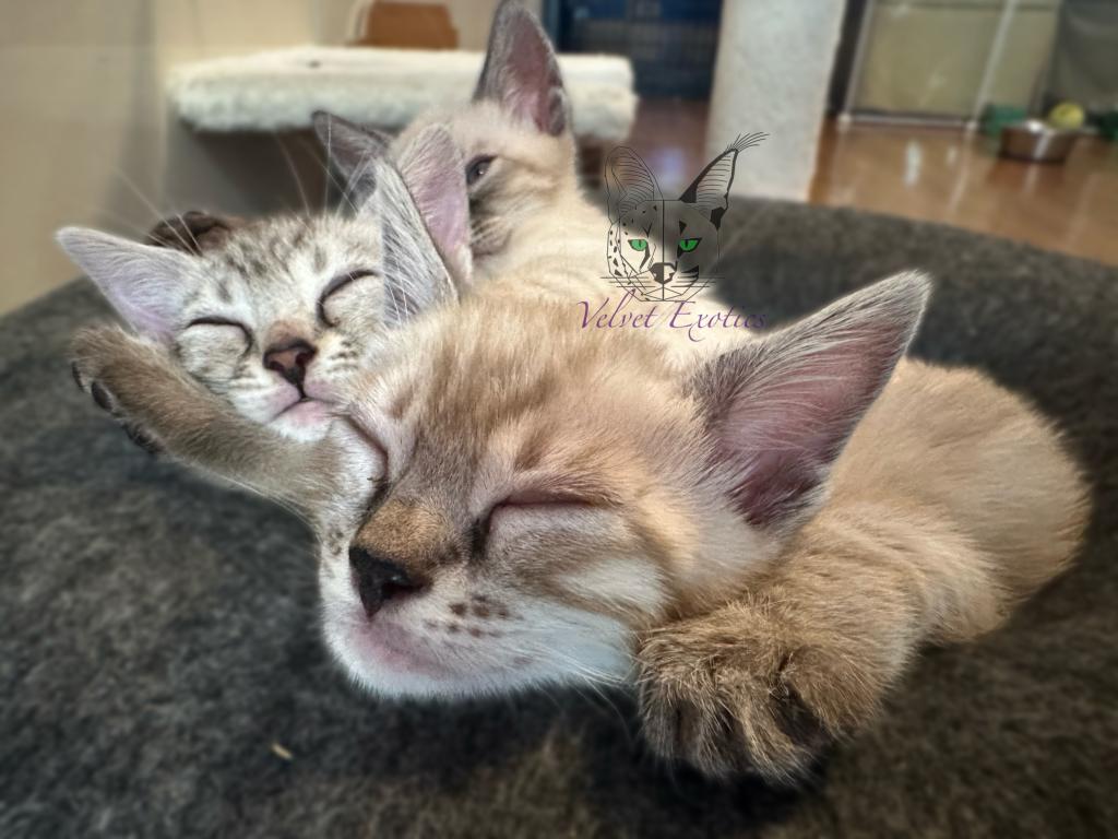 Bengal Kittens photo 9