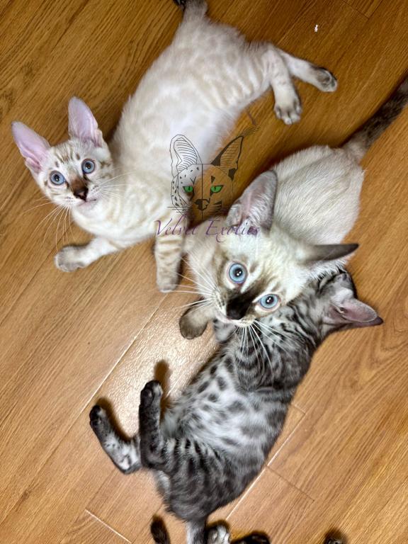 Exotic Bengals photo 3
