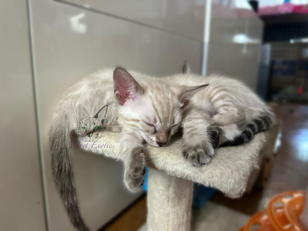 Exotic Bengals photo 6