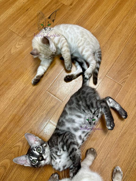 Exotic Bengals