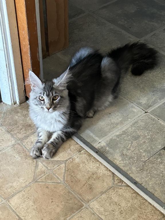 TICA Annie Girl Full Breeding