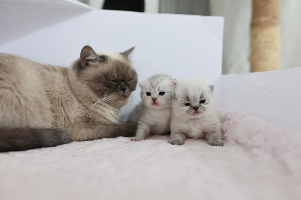 We Got Kittens photo 4