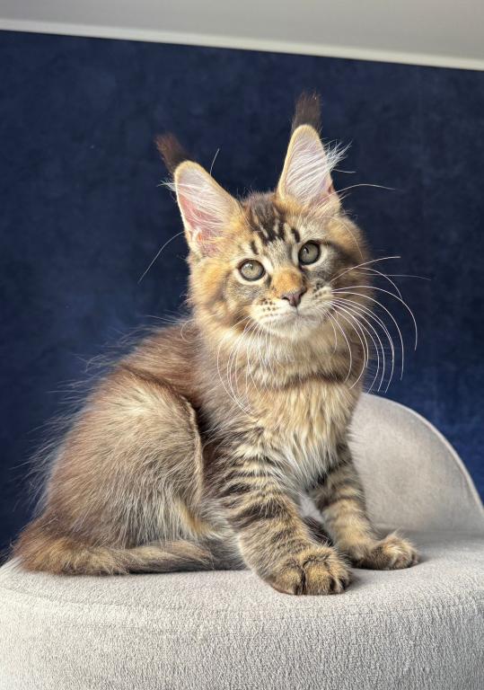 Brown Tabby Boy photo 1