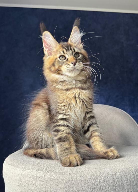 Brown Tabby Boy photo 4