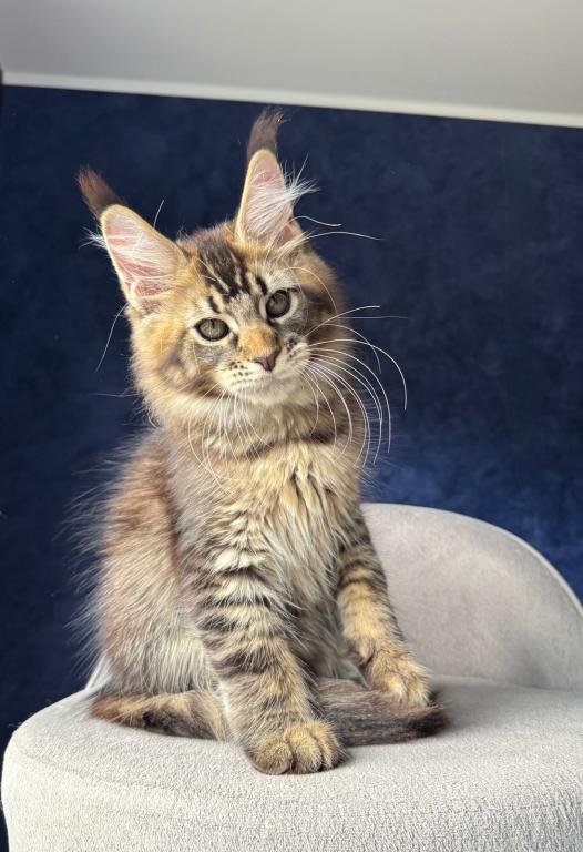Brown Tabby Boy photo 2