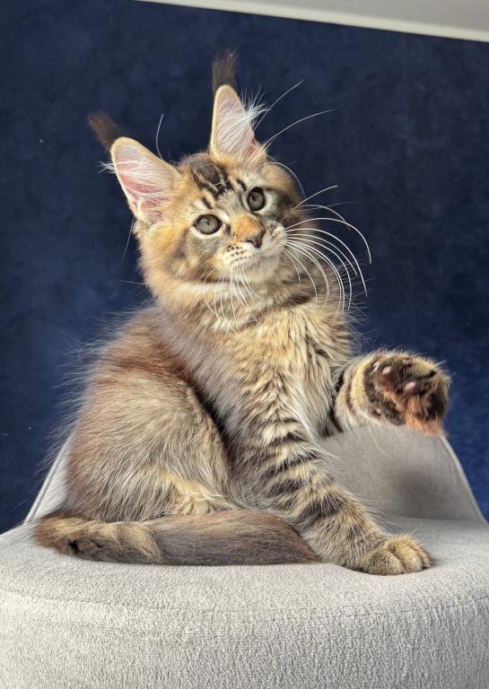 Brown Tabby Boy photo 3