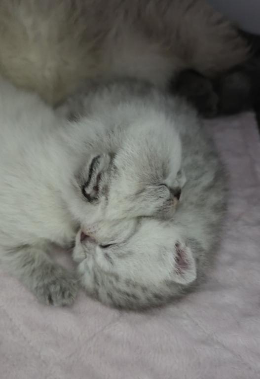 We Got Babies 2 Boys Available photo 2