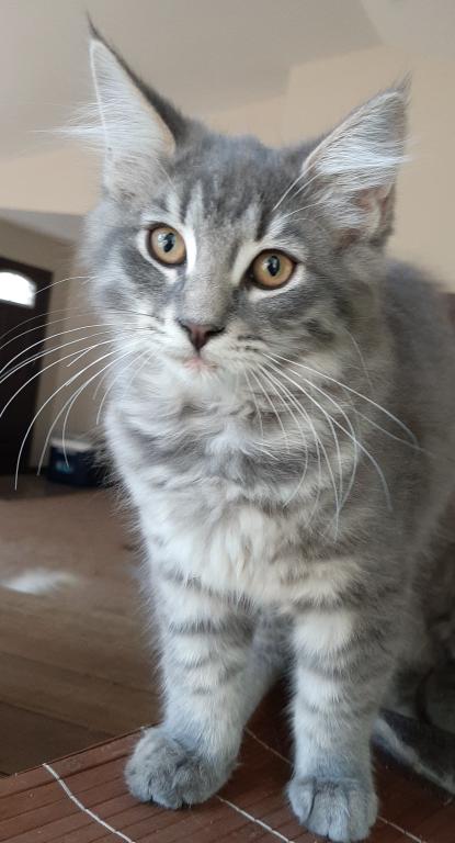 Talker Male Maine Coon photo 2