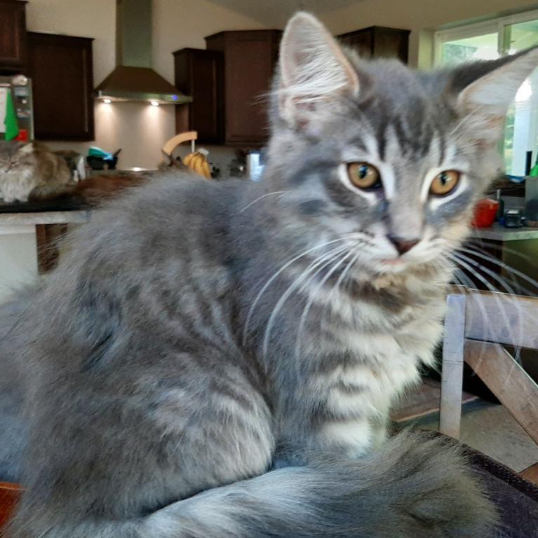 Talker Male Maine Coon