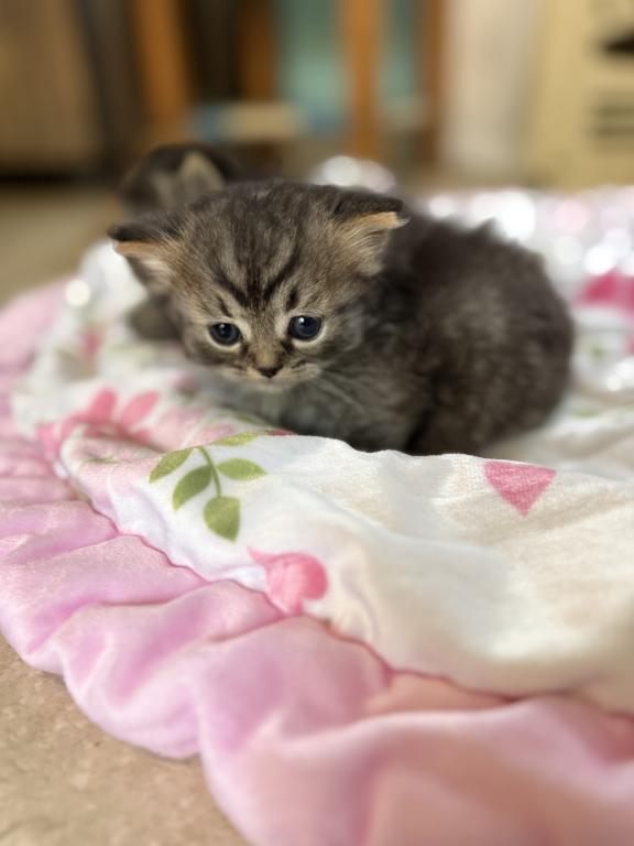 Milo photo 2
