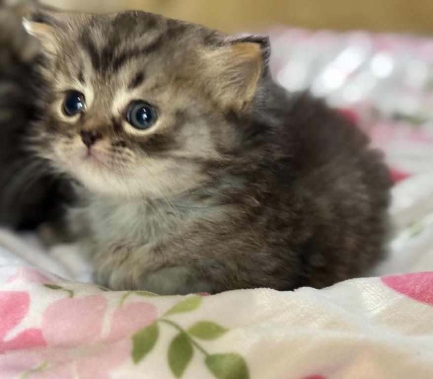 Milo photo 4