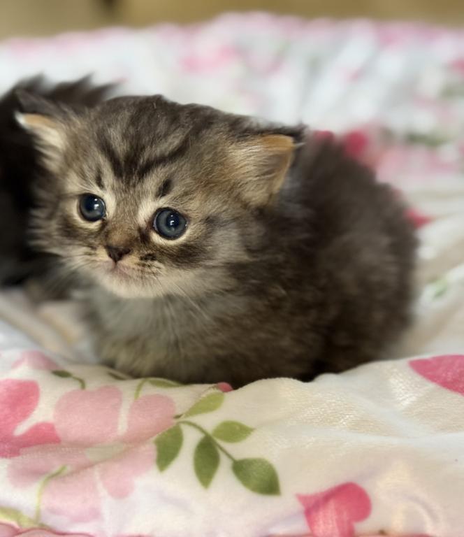 Milo photo 5