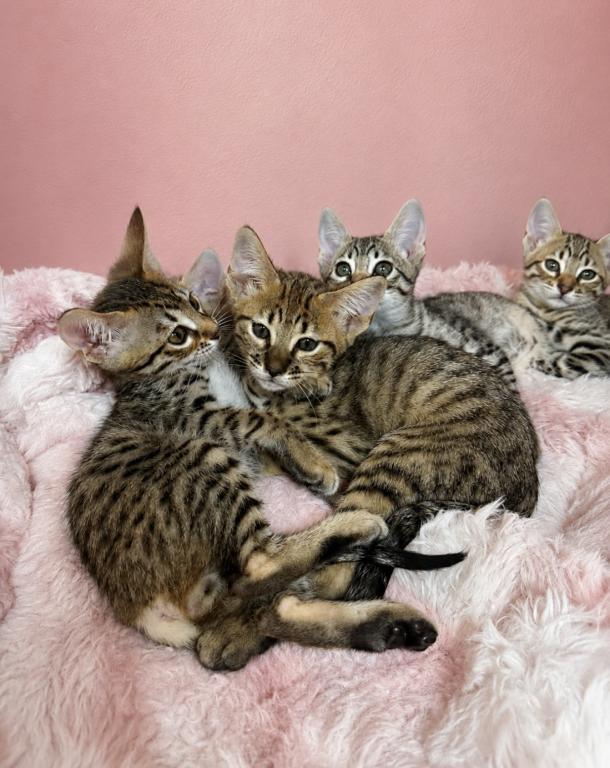 Gorgeous Savannah Litter photo 3