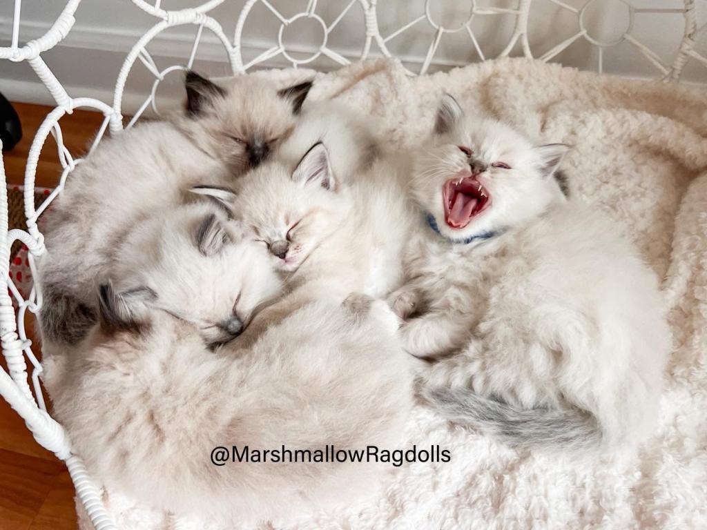 Marshmallow Ragdolls photo 2