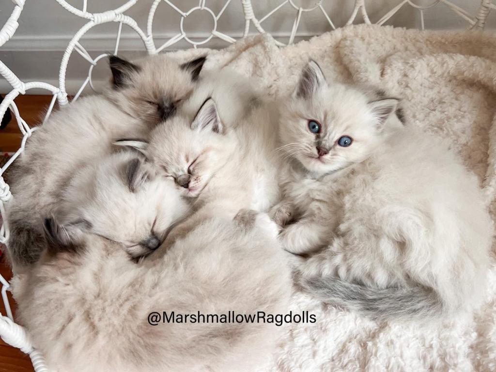 Marshmallow Ragdolls photo 3