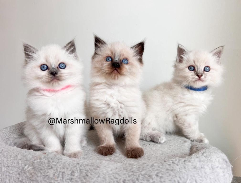 Marshmallow Ragdolls