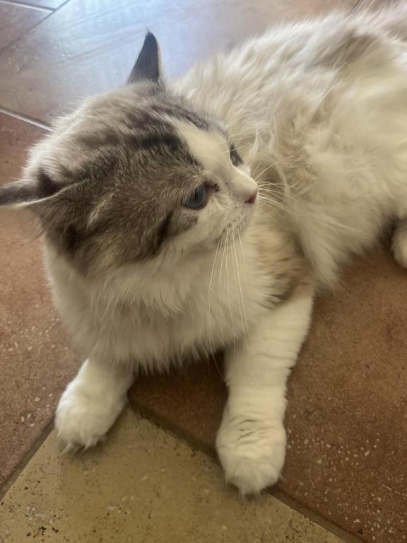 Ragdoll photo 1