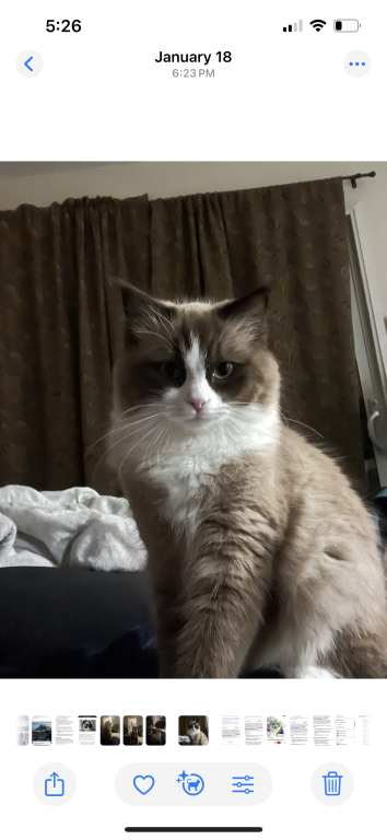 Ragdoll photo 2