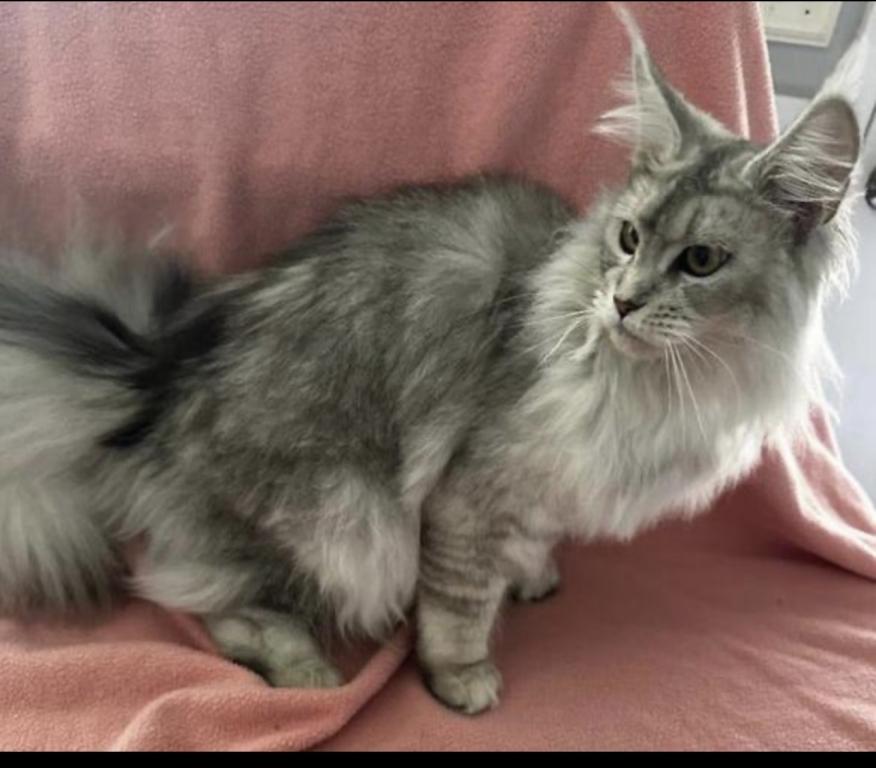 Maine Coon Female