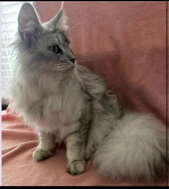 Maine Coon Female photo 2
