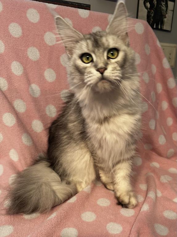 Maine Coon Female photo 1