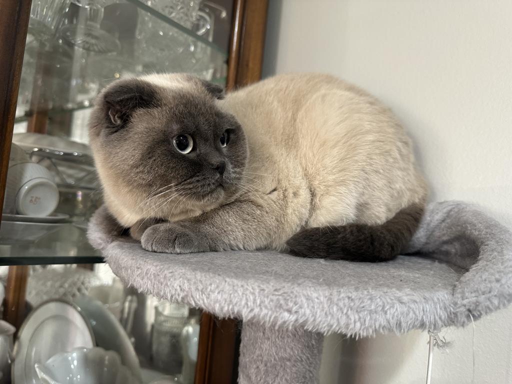 Female Scottish Fold