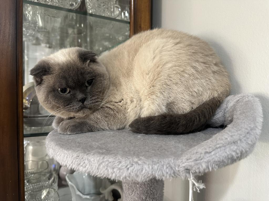 Female Scottish Fold photo 2