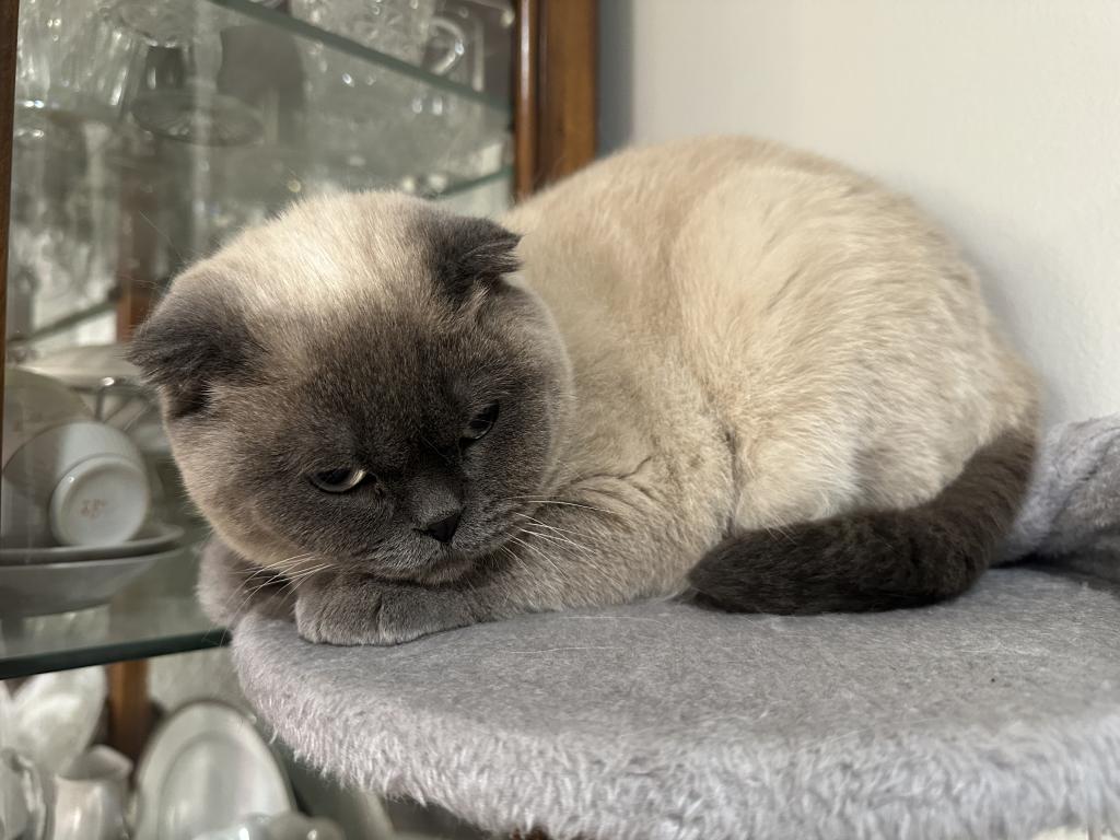 Female Scottish Fold photo 3