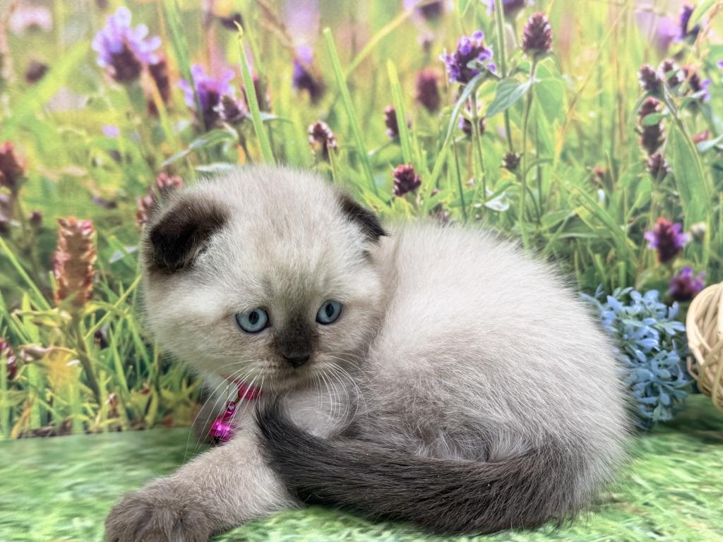 Portland Mika Scottish Fold Kitty photo 8
